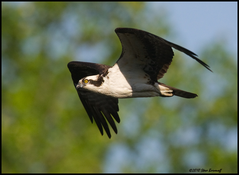 _0SB8902 osprey.jpg